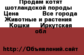 Продам котят шотландской породы › Цена ­ 2 000 - Все города Животные и растения » Кошки   . Иркутская обл.